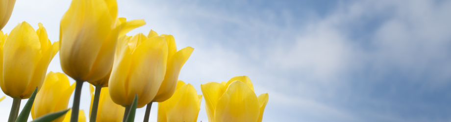 Tulipes jaunes pleine nature